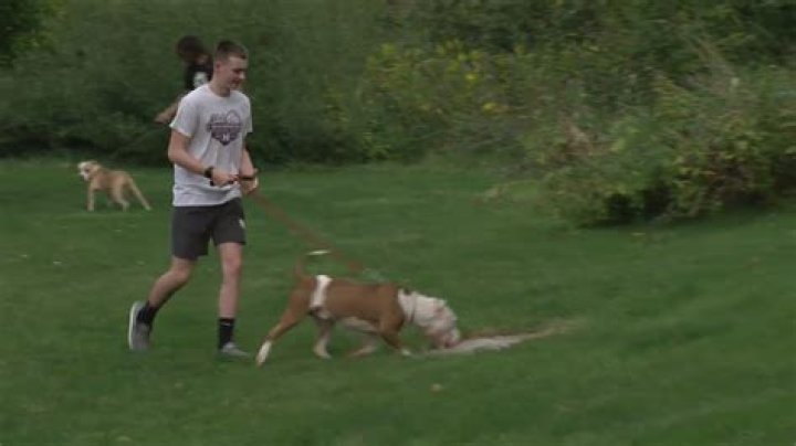 Go 4 It: Moline Basketball on a dog run