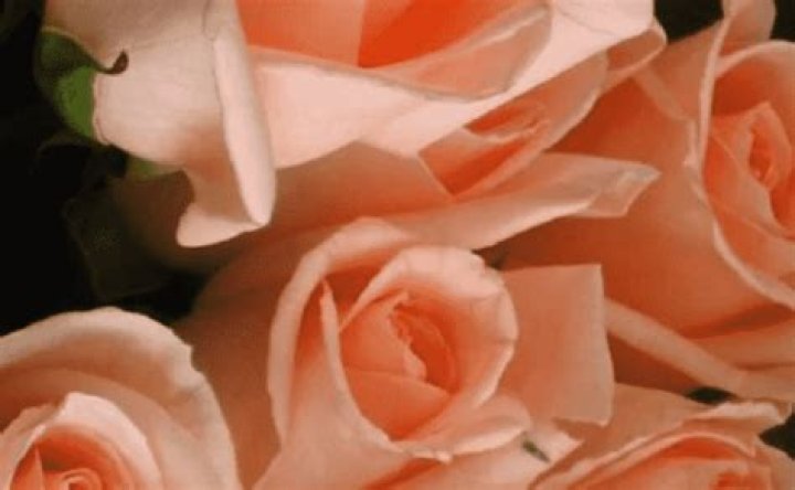 How Did Wellesley Eric Laplaca Die? Death Cause And Obituary Explored