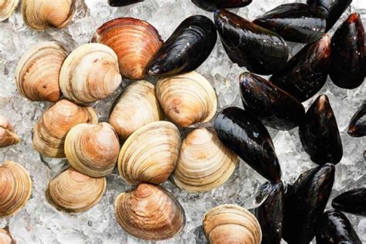 How do you store fresh clams?
