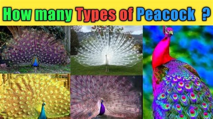 HOW MANY RESORT ON PEACOCK EPISODES ARE THERE?