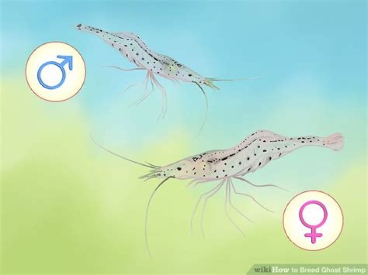 How to breed ghost shrimp