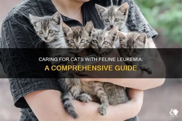 How to care for a cat with feline leukemia