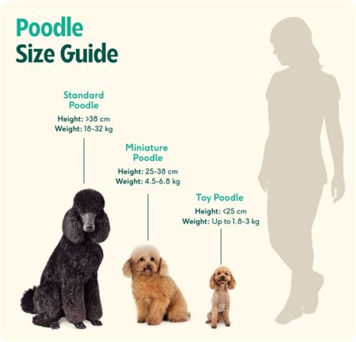 How to care for a toy poodle