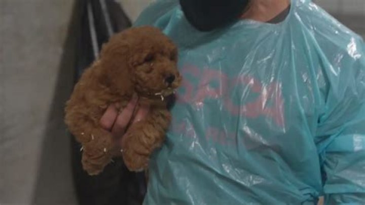 How to end puppy mills in Iowa