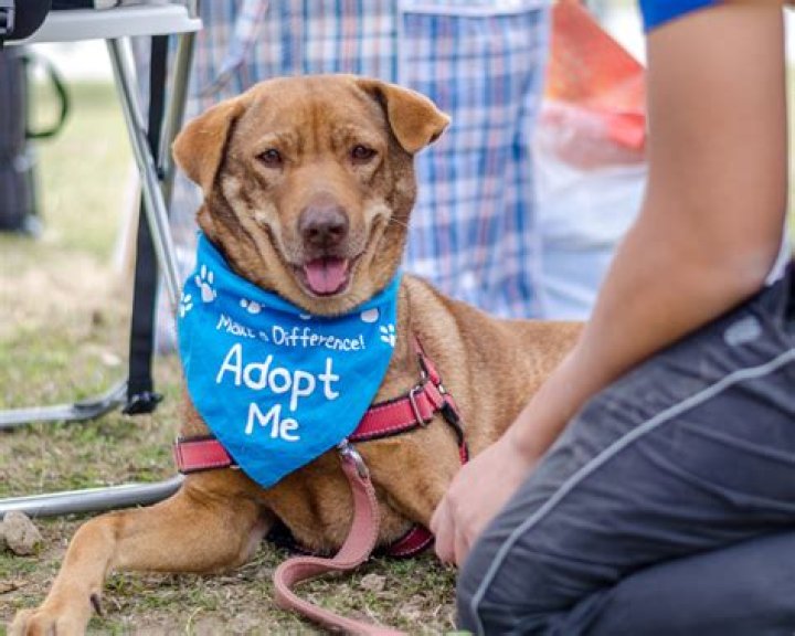 How to find and adopt a healthy and happy shelter dog