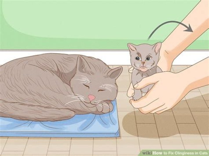 How to fix clinginess in cats