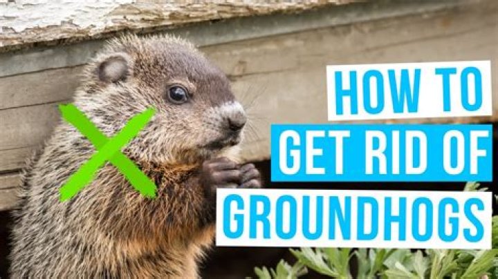 How to Get Rid of Groundhogs