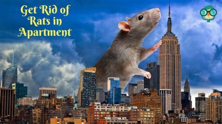 How to Get Rid of Rats in Apartment Buildings