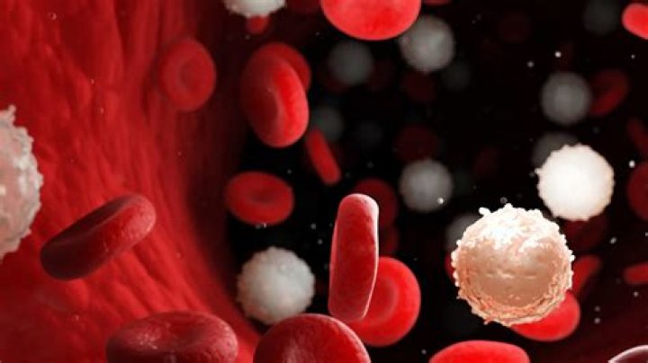 How to Increase White Blood Cells and Supercharge Your Defenses