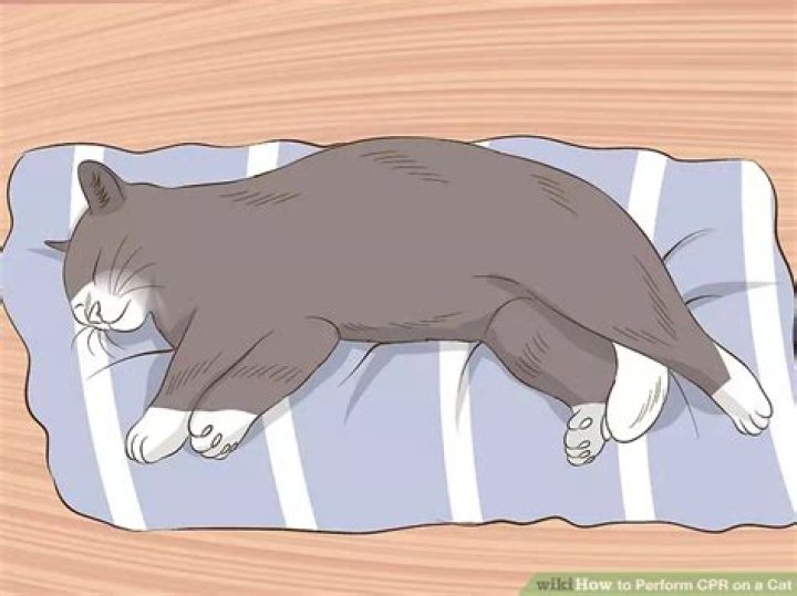 How to perform cpr on a cat