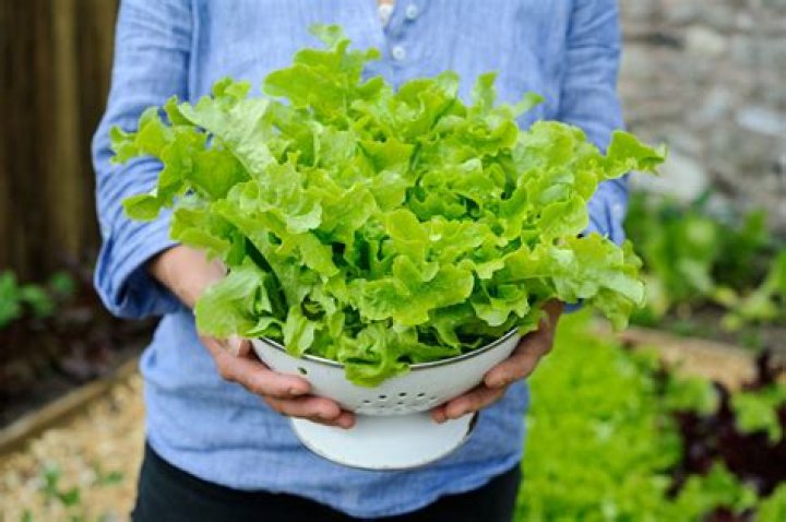 How to plant lettuce