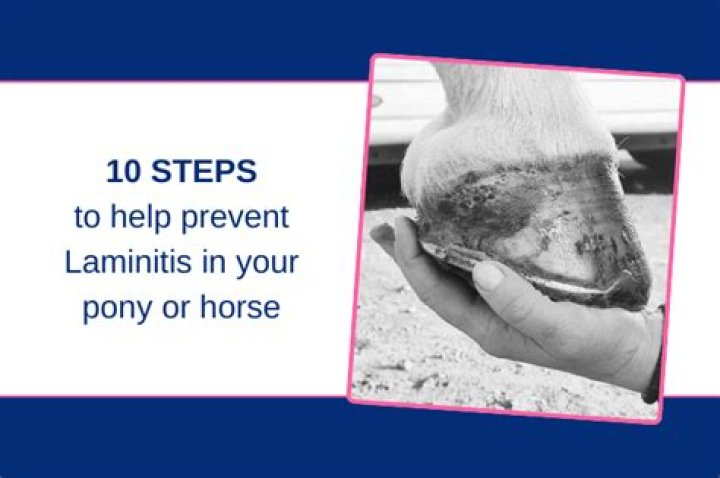 How to prevent laminitis in horses