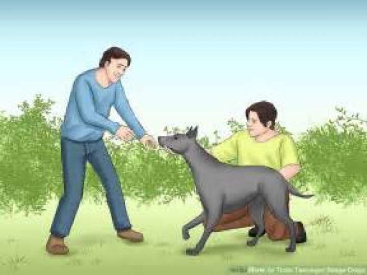 How to Train Teenager Stage Dogs
