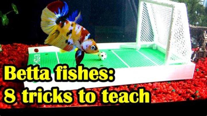 How to train your betta fish