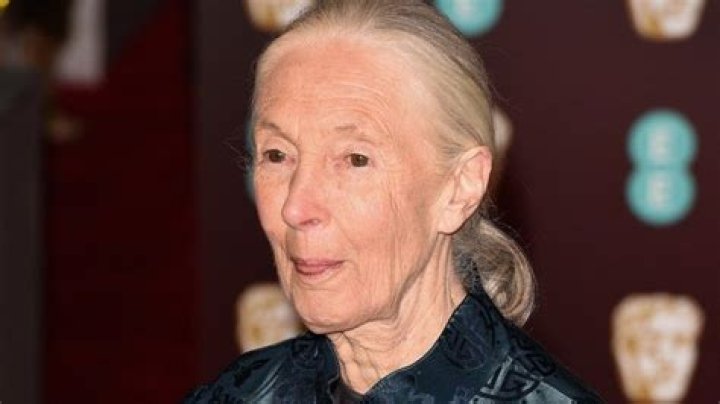 Hugo Eric Louis van Lawick aka ‘Grub’: Who is Jane Goodall’s son?
