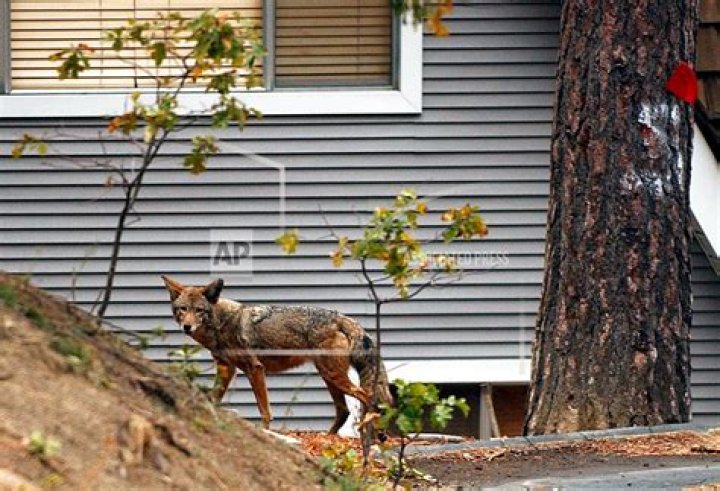 Humane Society releases results of Illinois coyote-killing contest