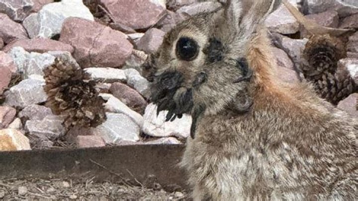 I spend £17k a year looking after my giant rabbits - I only wear second-hand clothes & skip the pub so I can afford them