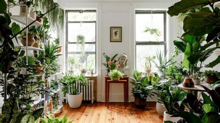 Inside Line of Duty star Rosa Escoda's quirky London home with lots of houseplants and views of the Shard