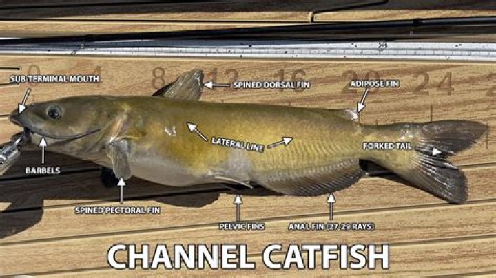 Is Catfish Real or Scripted?