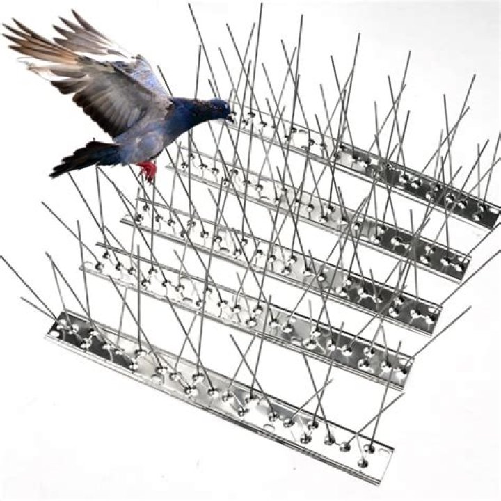 Is rice OK for pigeons?