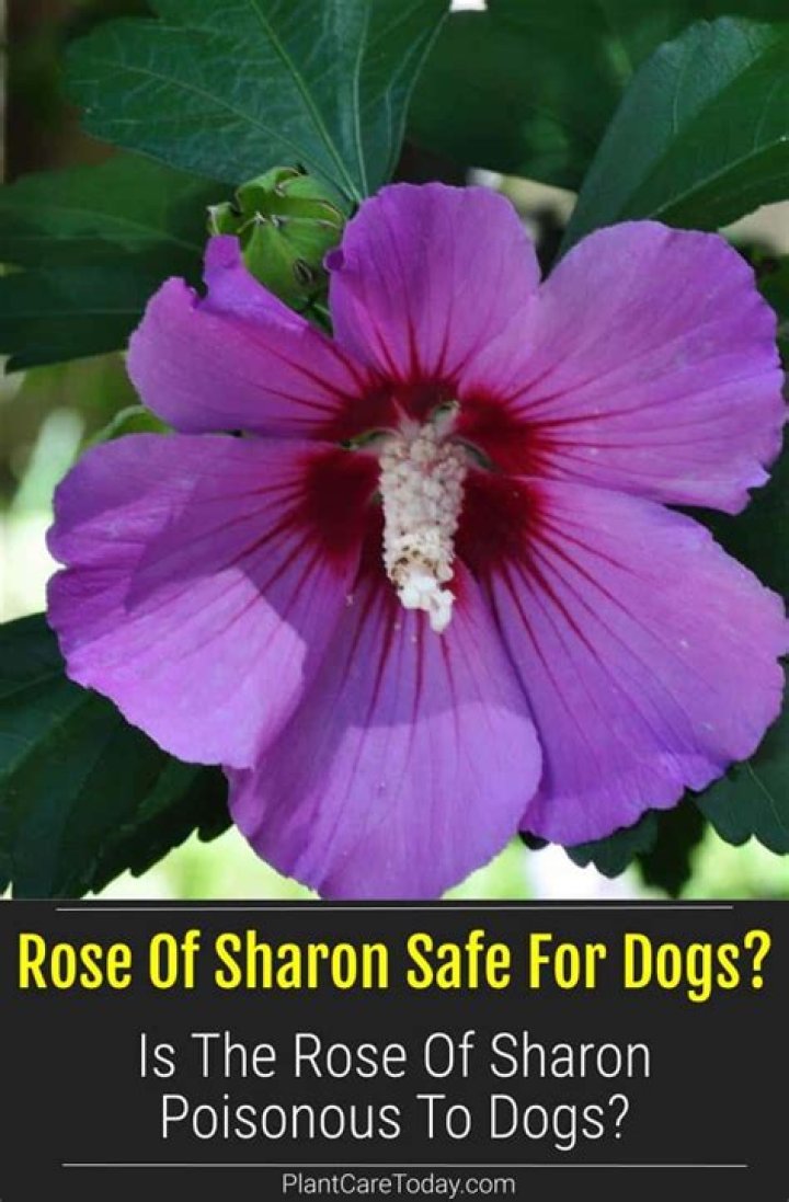 Is Rosehip poisonous to dogs?