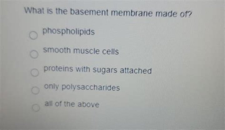 Is the basement membrane made of phospholipids