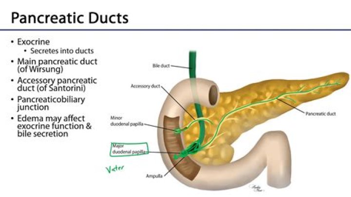 Is the pancreatic duct the same as the bile duct