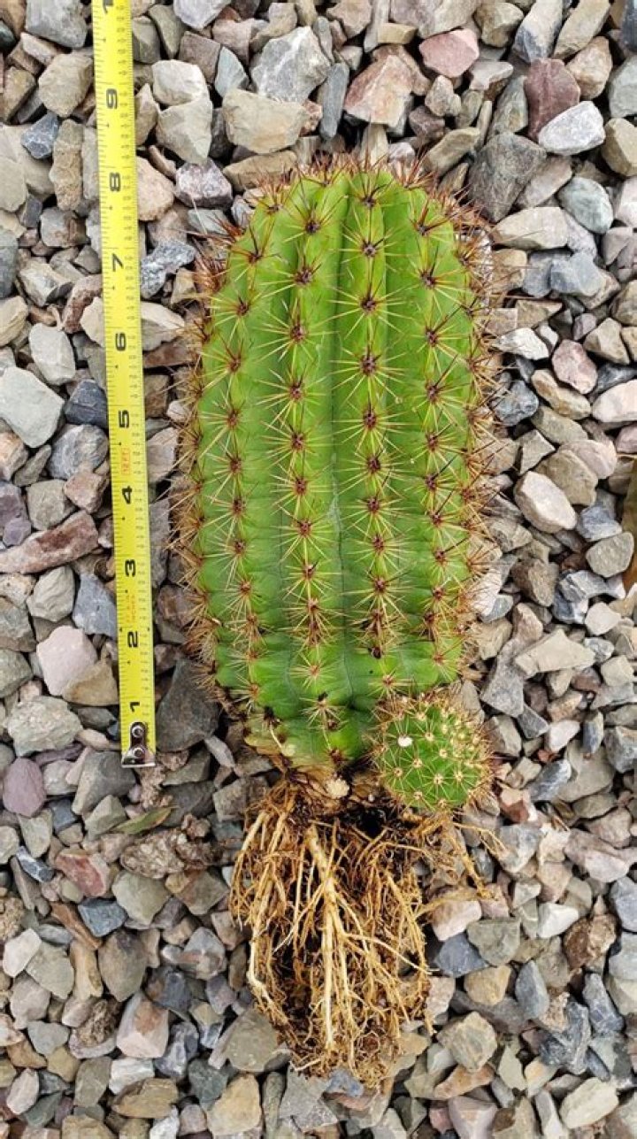 Is trichocereus grandiflorus psychoactive