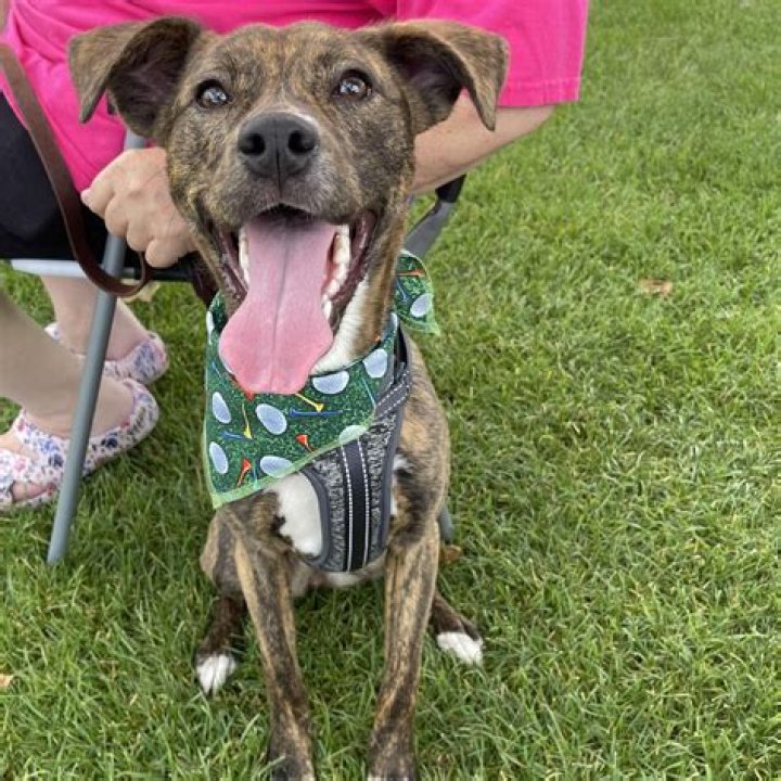 K9 Kindness Rescue, Inc. hosting “Furst Friday”