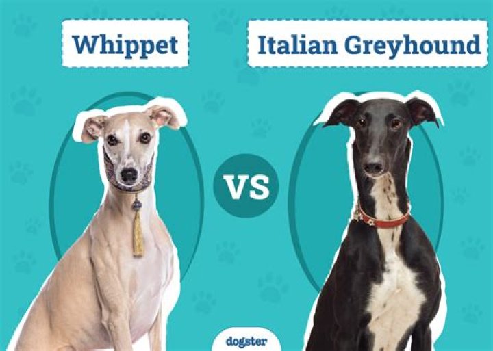 Kylie Jenner shows off 'crazy' new Italian greyhound puppies & reveals their names as the dogs 'attack' & bite her hair
