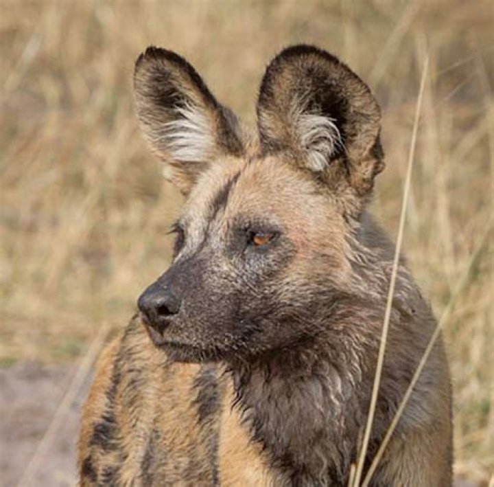 Learn about painted dogs at Augustana