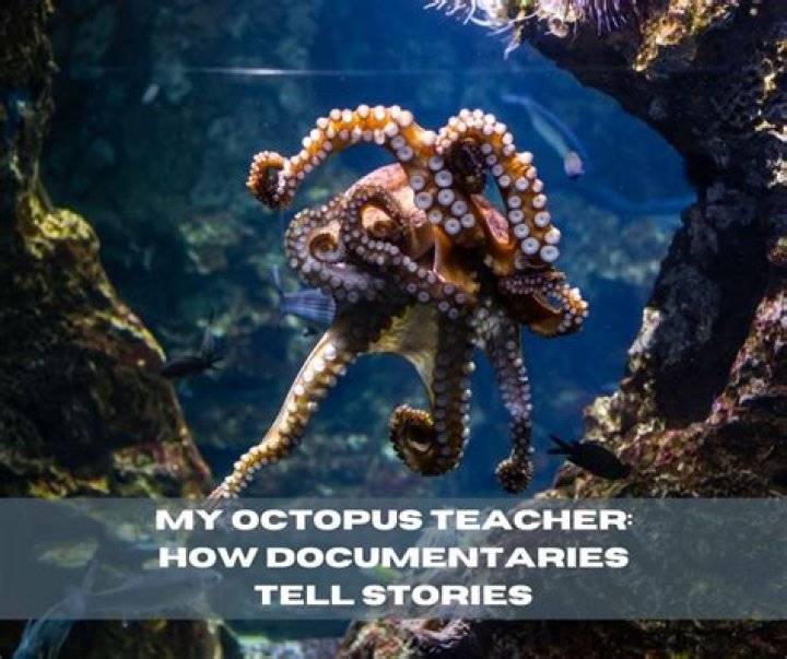 Linda Cook review: Immerse yourself in ‘My Octopus Teacher’