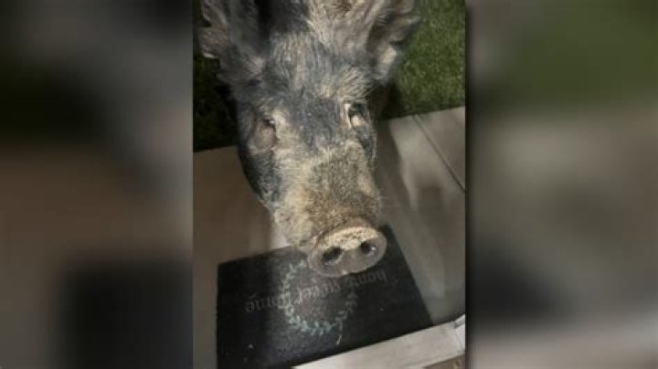Lost pig named Kevin Bacon lured back to Wisconsin home with Oreos