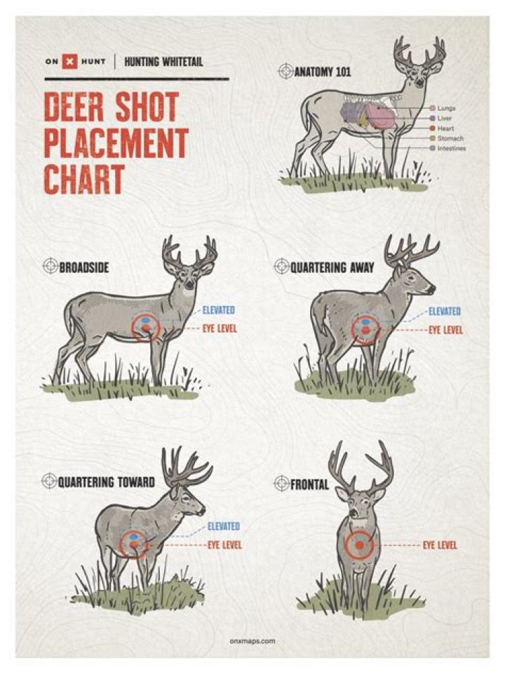 Luke Bryan’s red stag deer shot and killed on his property, authorities investigating