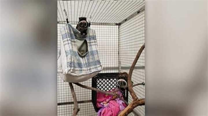 Man arrested, but motive unknown in Dallas Zoo monkey theft