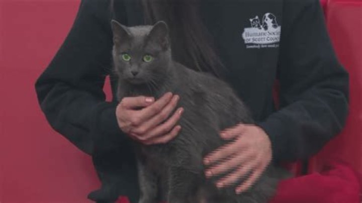 Meet Clinton, our pet of the week