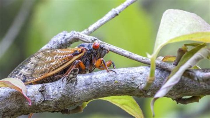 Millions of cicadas set to emerge after 17 years