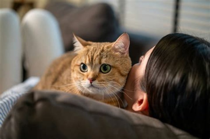 Miniature Furniture For Cats Exist & Honestly, How Did This Not Happen Sooner