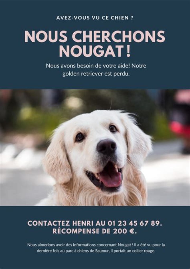 Modèle affiche chien perdu Word, GRATUIT