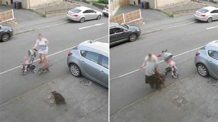 Moment mum protects baby in buggy from terrifying dog attack as beast launches itself at family