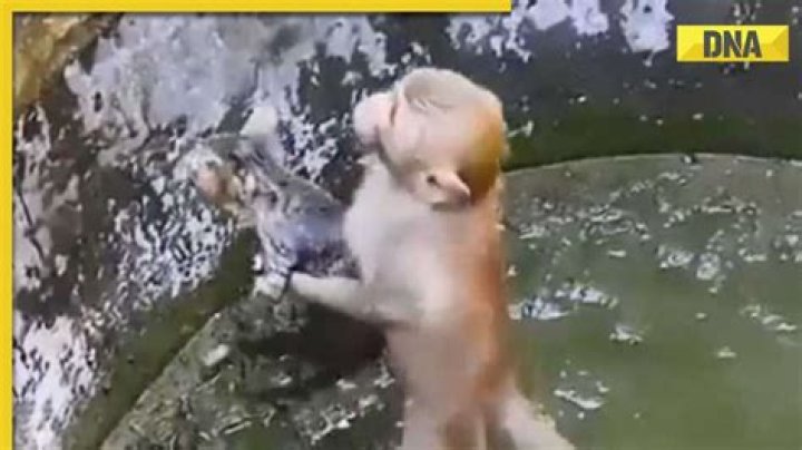 Monkey rescues kitten from muddy well, viral video leaves netizens emotional