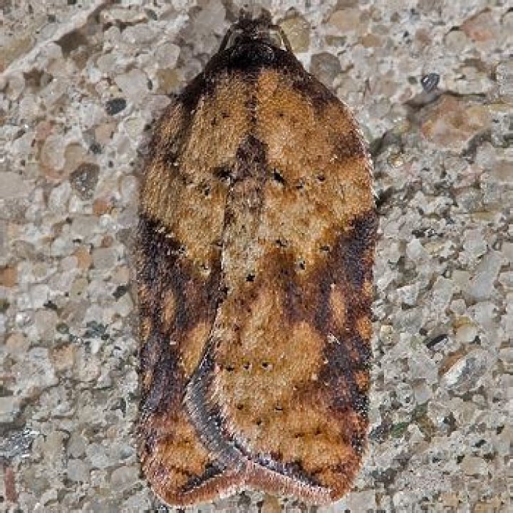 Moth Photographers Group – Acleris viburnana – 3527