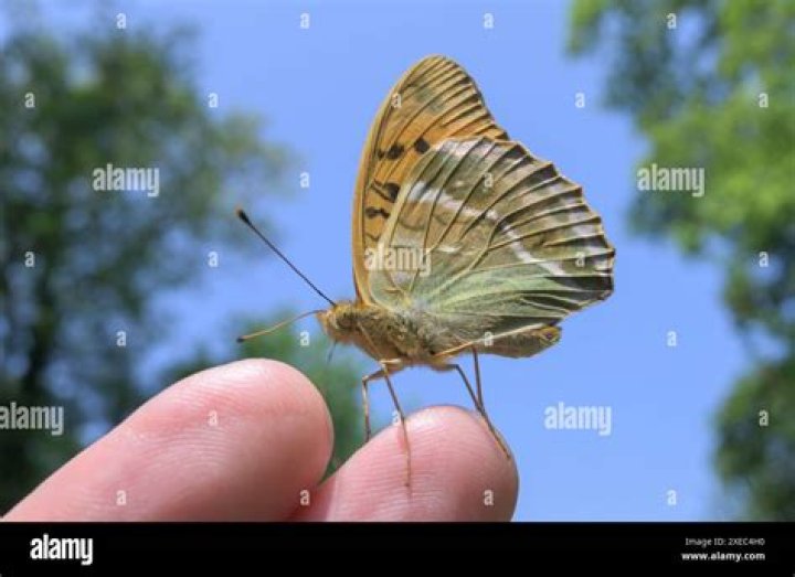 Moth Photographers Group – Argynnis aphrodite – 4451