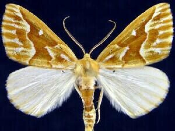 Moth Photographers Group – Caripeta piniata – 6864