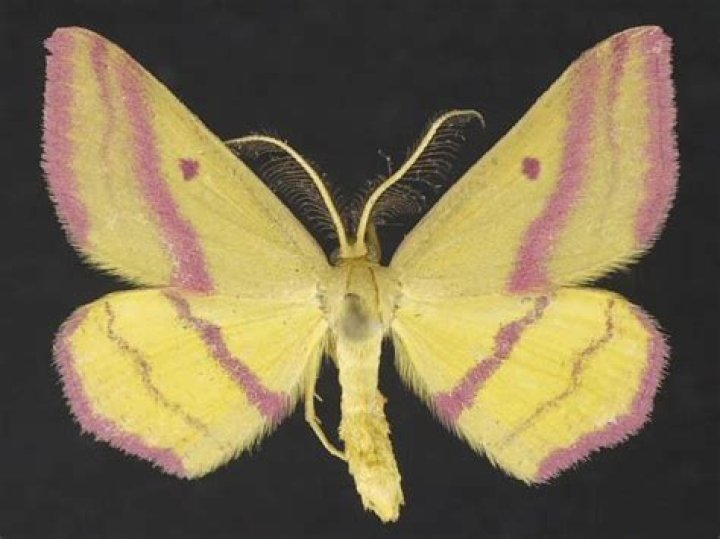 Moth Photographers Group – Haematopis grataria – 7146
