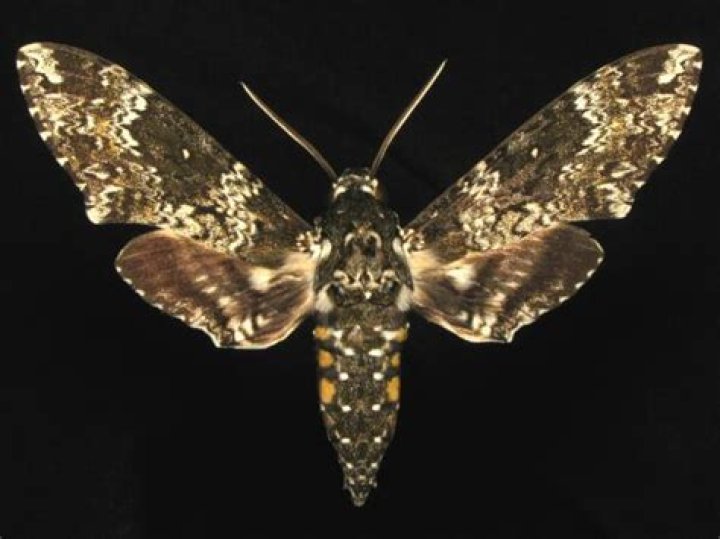 Moth Photographers Group – Manduca rustica – 7778