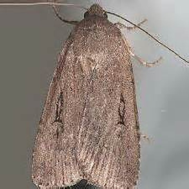 Moth Photographers Group – Spaelotis clandestina – 10926