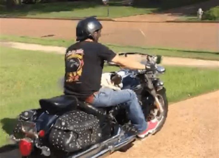 Motorcycle-riding dog survives crash that killed owner