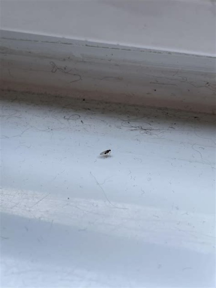 Mum praises B&M's £1 door screen for stopping flies coming in the house & it's SO easy to install