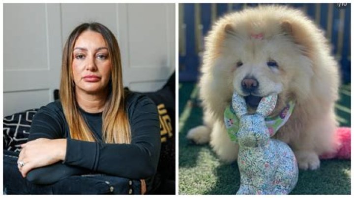 My dog died after becoming ‘overheated’ by dryer at grooming salon – I’m so angry
